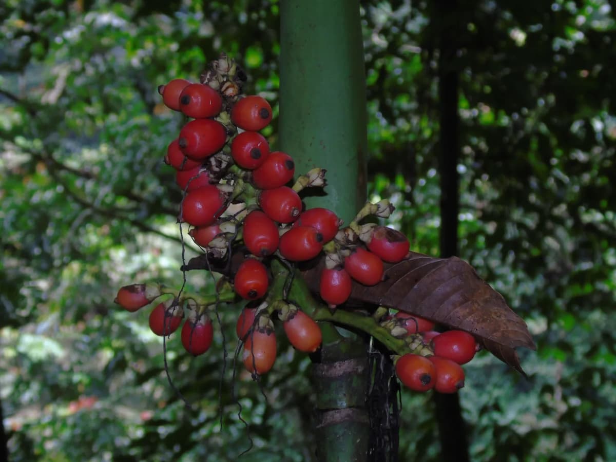 Botanical specimen of Areca Montana.
