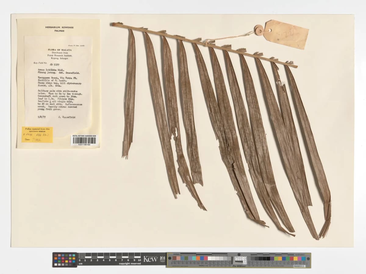 Botanical specimen of Areca Montana.