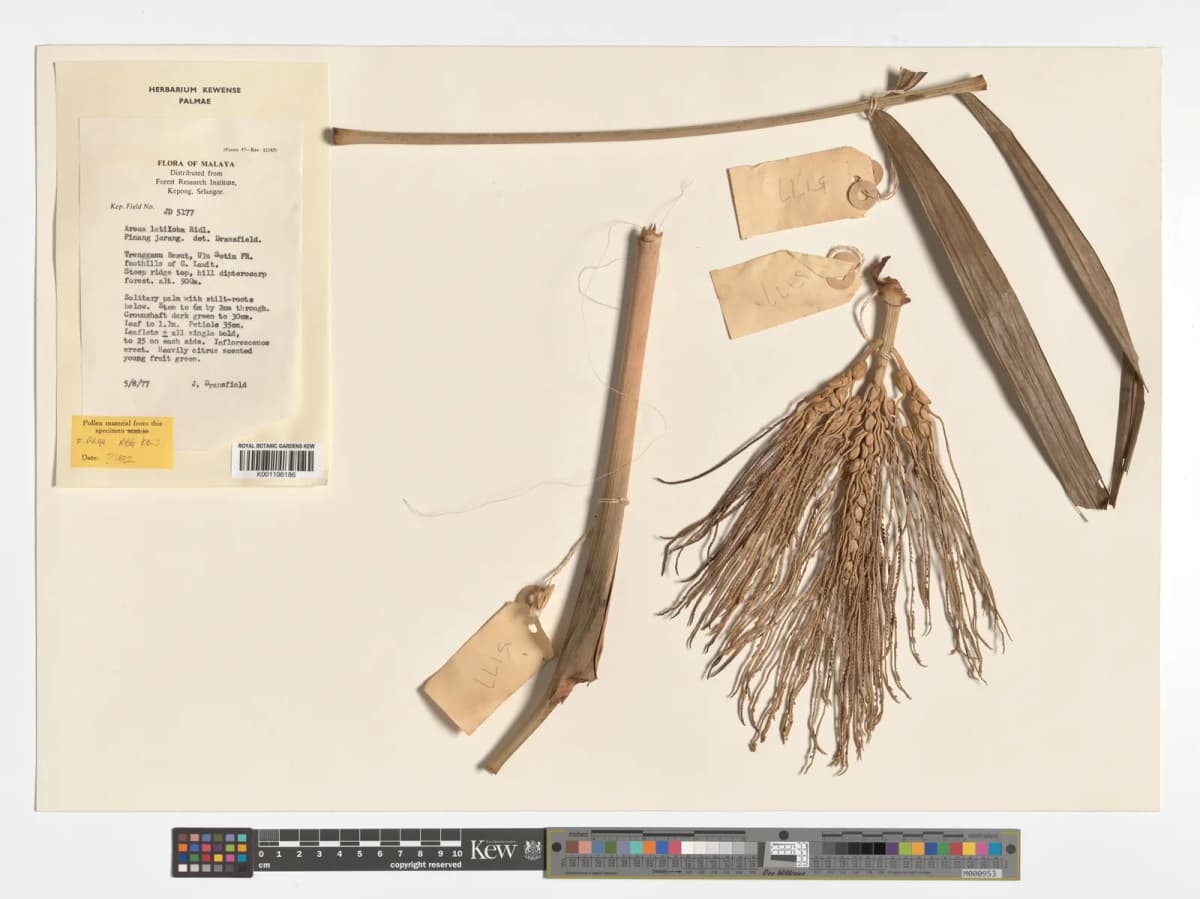 Botanical specimen of Areca Montana.
