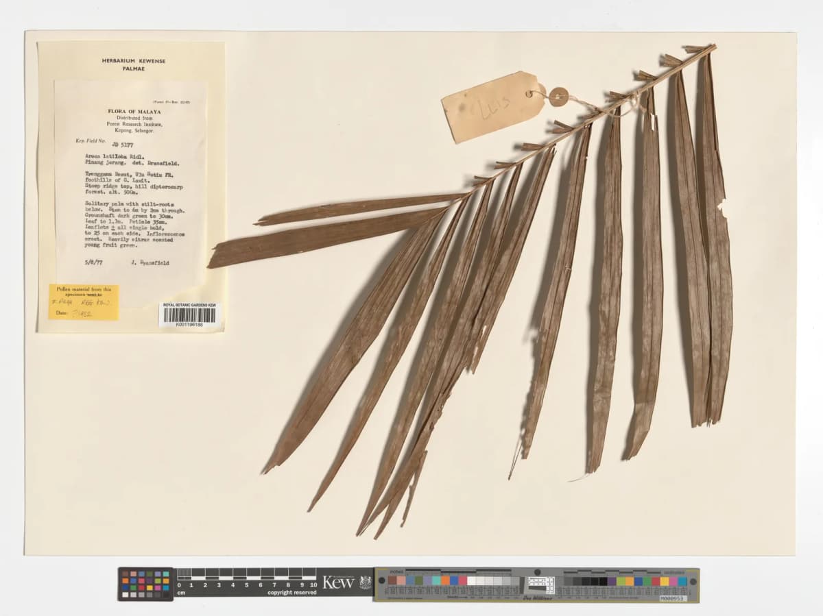 Botanical specimen of Areca Montana.