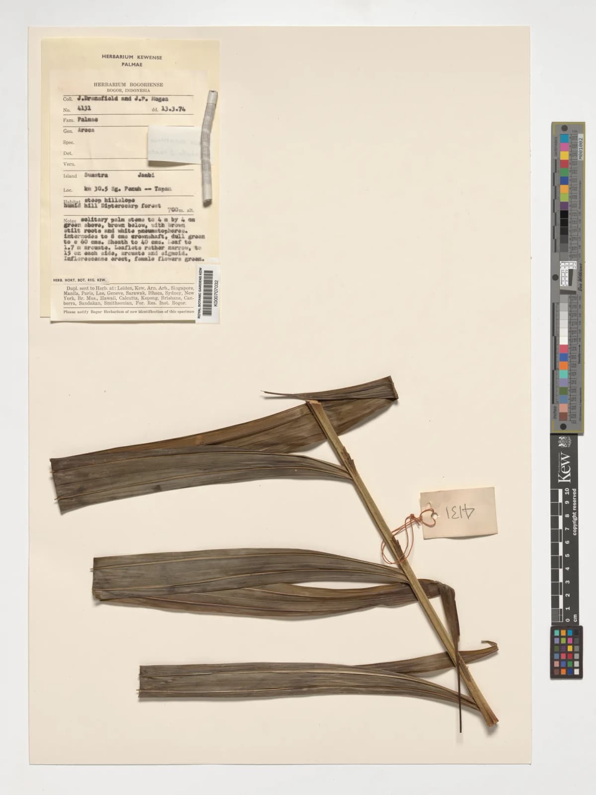 Botanical specimen of Areca Montana.
