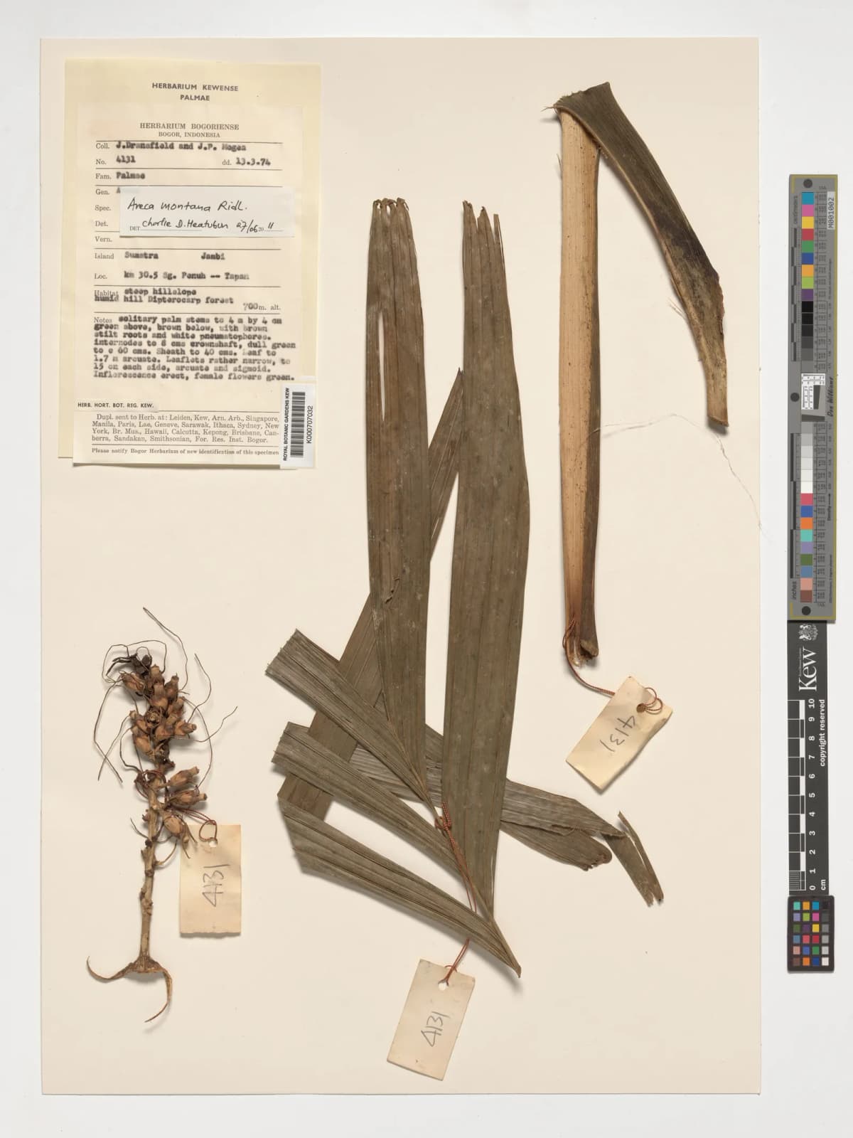 Botanical specimen of Areca Montana.