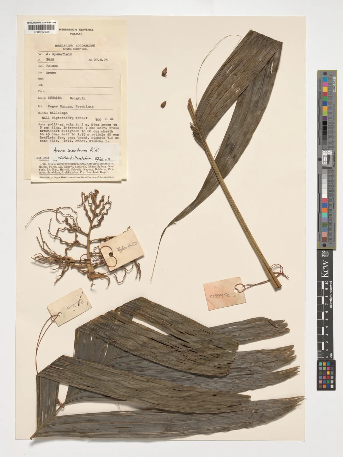 Botanical specimen of Areca Montana.