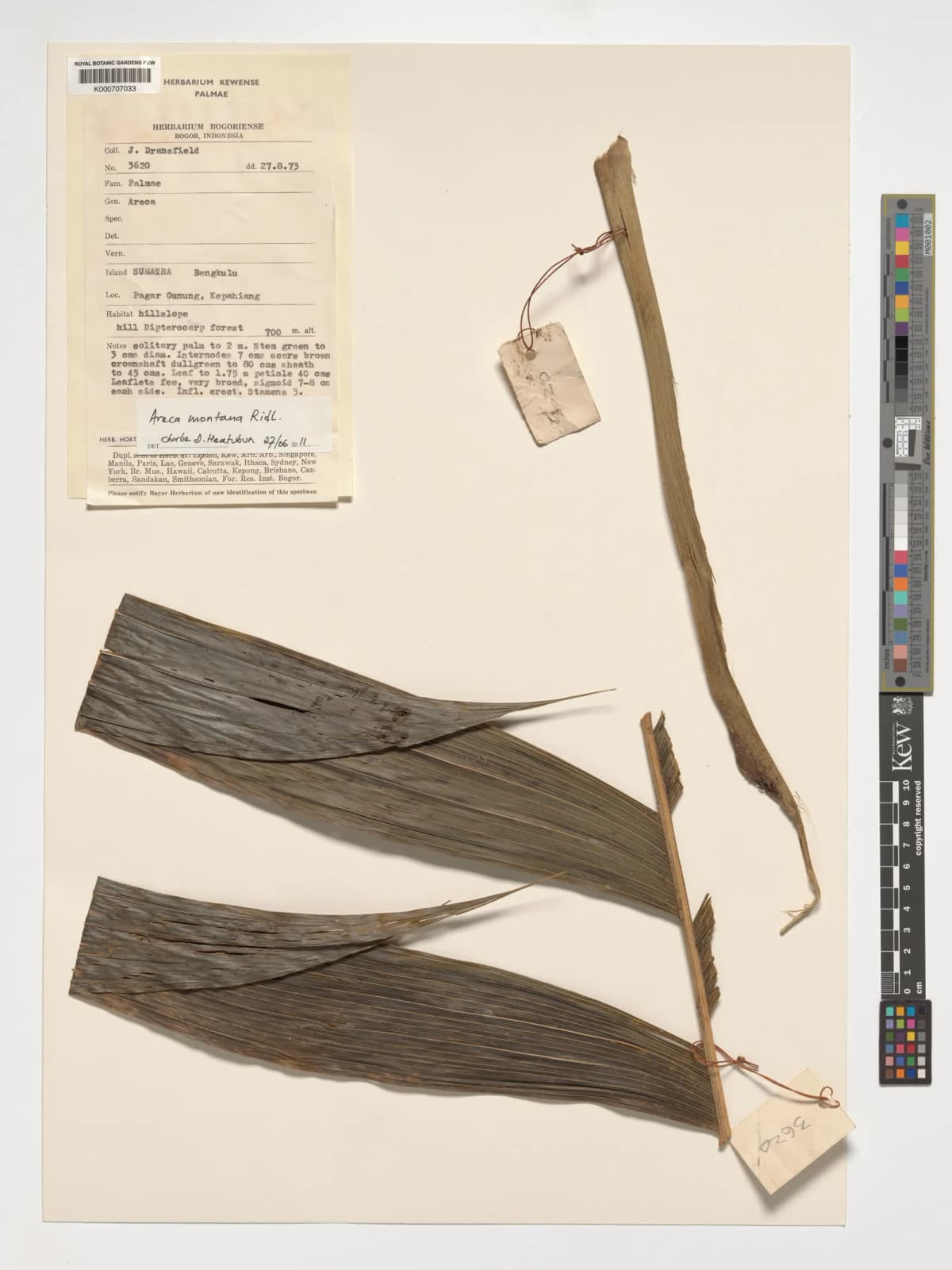 Botanical specimen of Areca Montana.