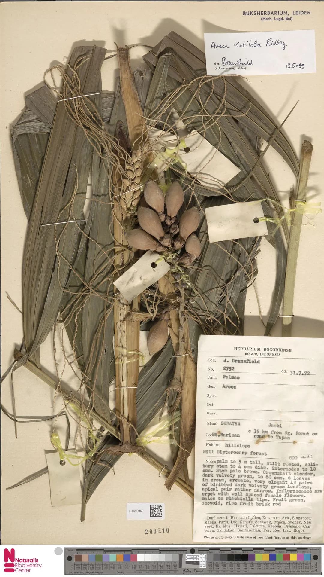 Botanical specimen of Areca Montana.