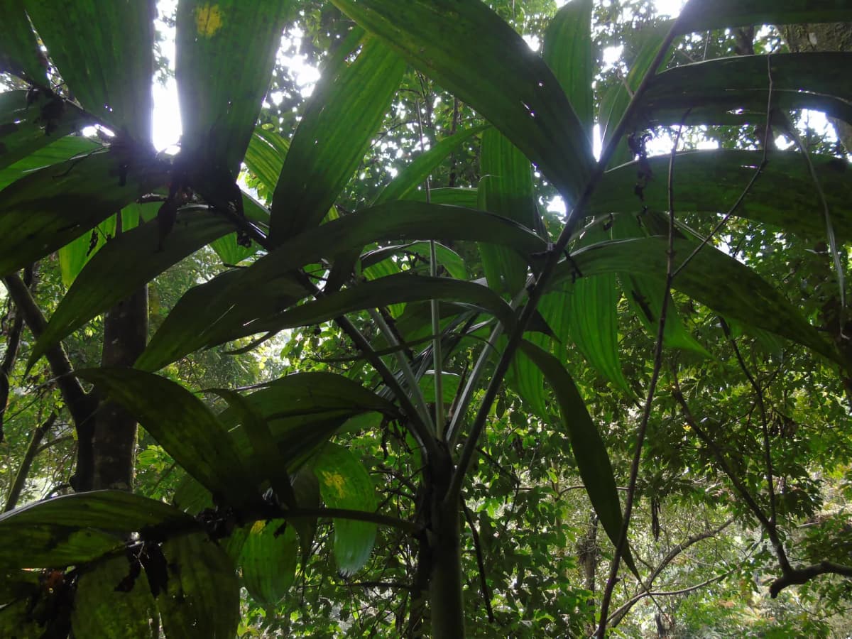 Botanical specimen of Areca Montana.