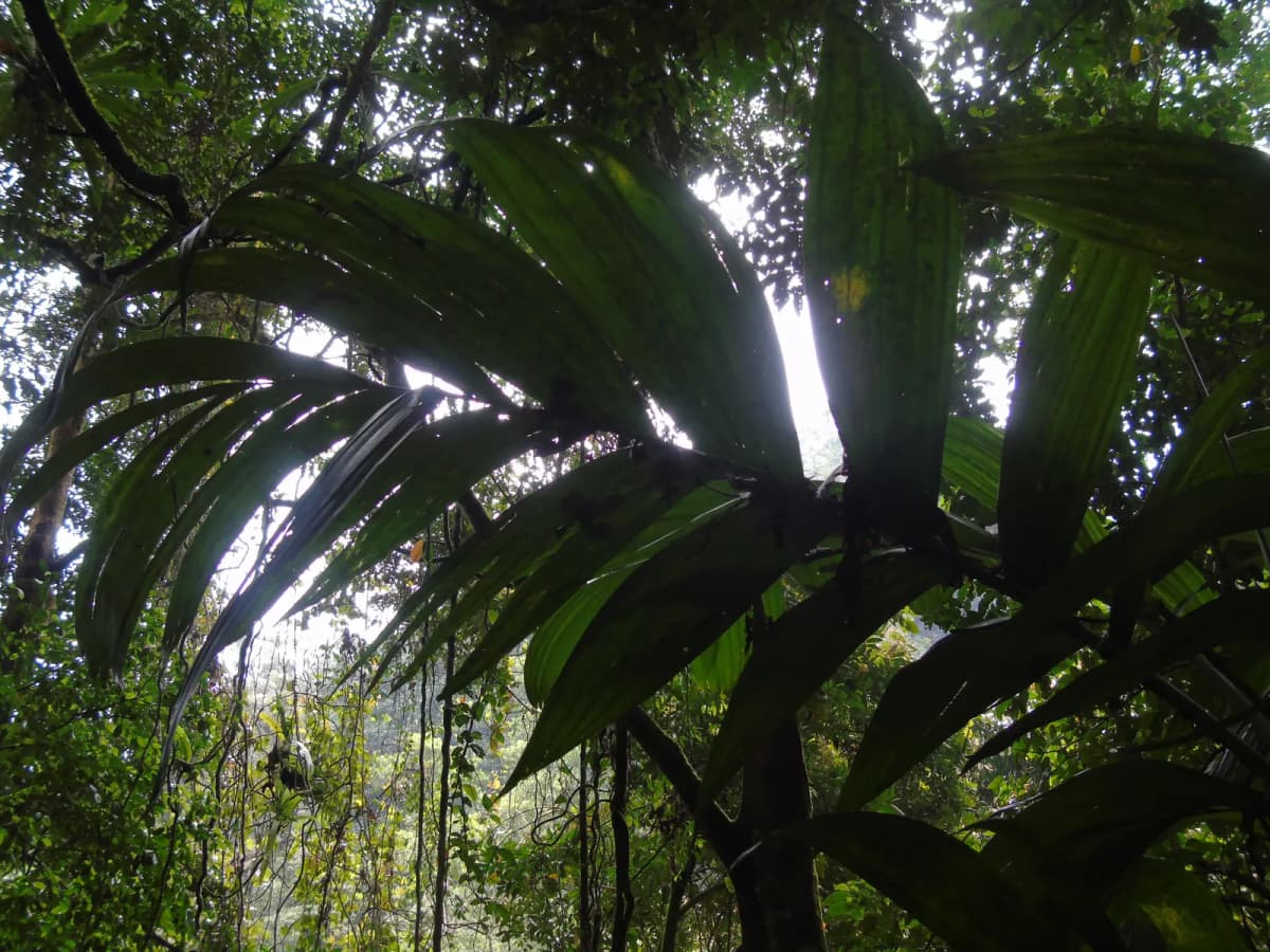 Botanical specimen of Areca Montana.