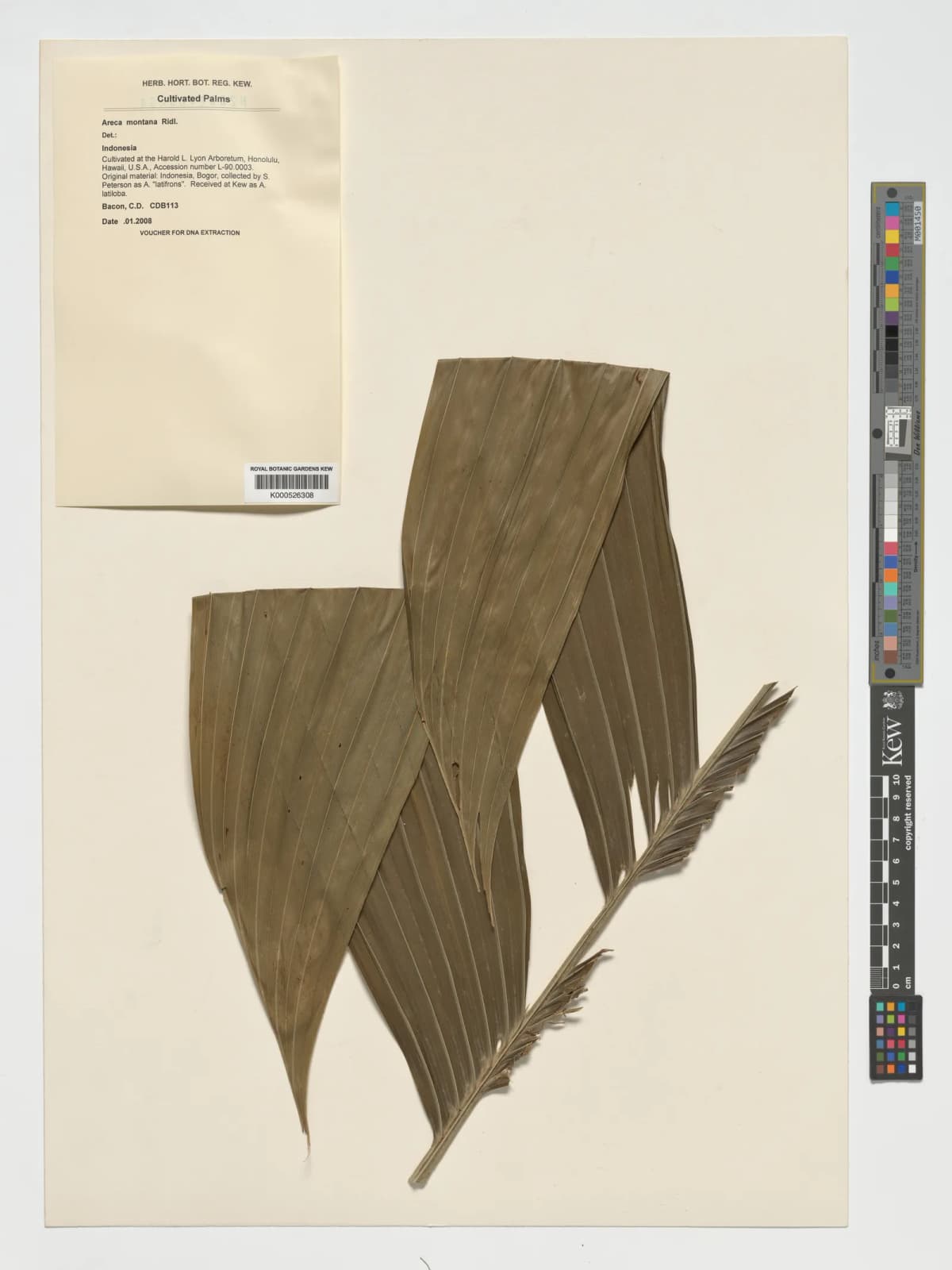 Botanical specimen of Areca Montana.