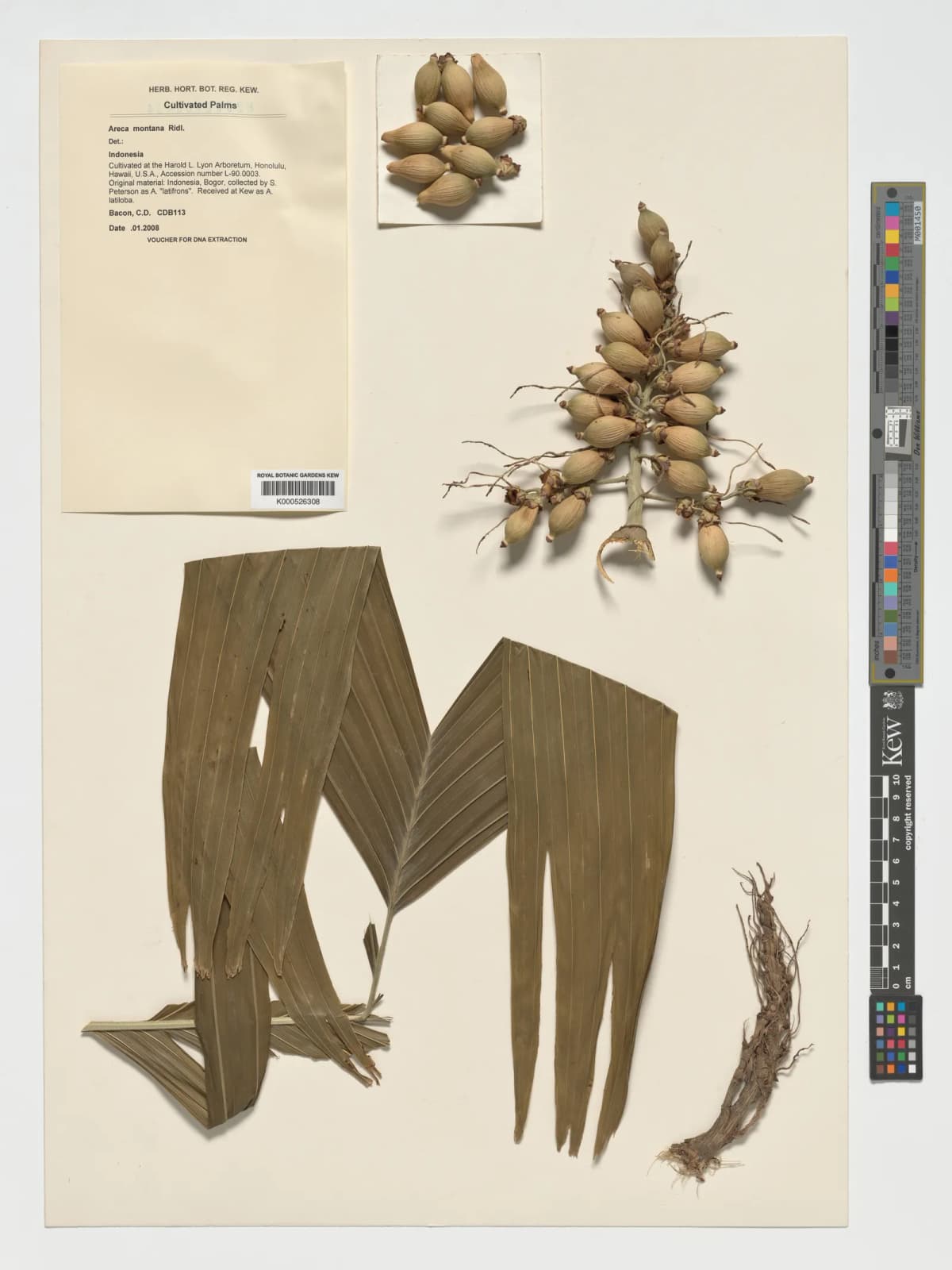 Botanical specimen of Areca Montana.