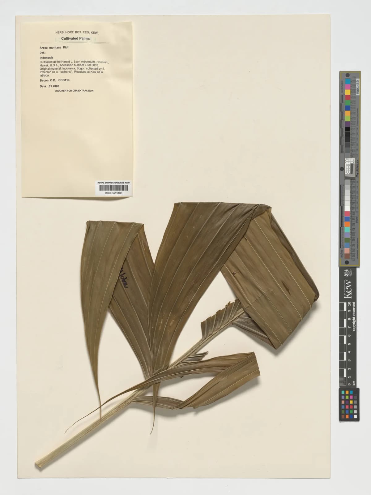 Botanical specimen of Areca Montana.