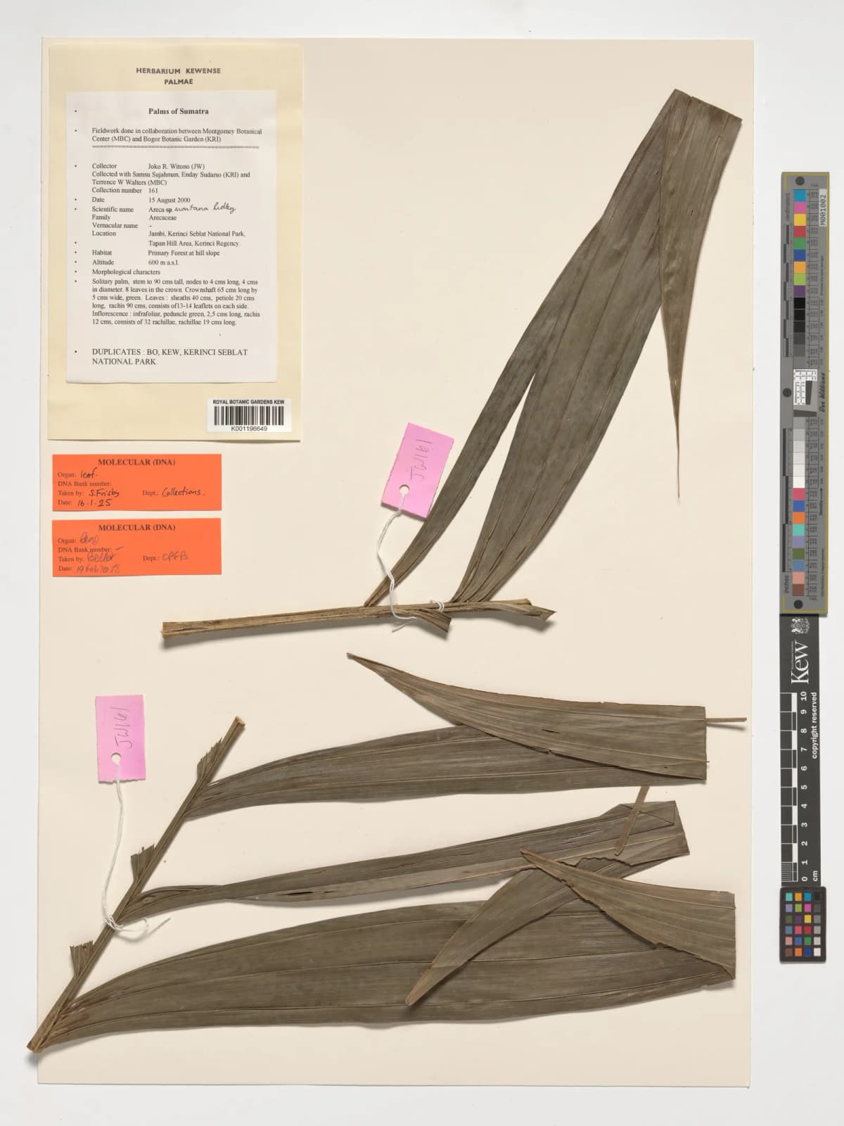 Botanical specimen of Areca Montana.