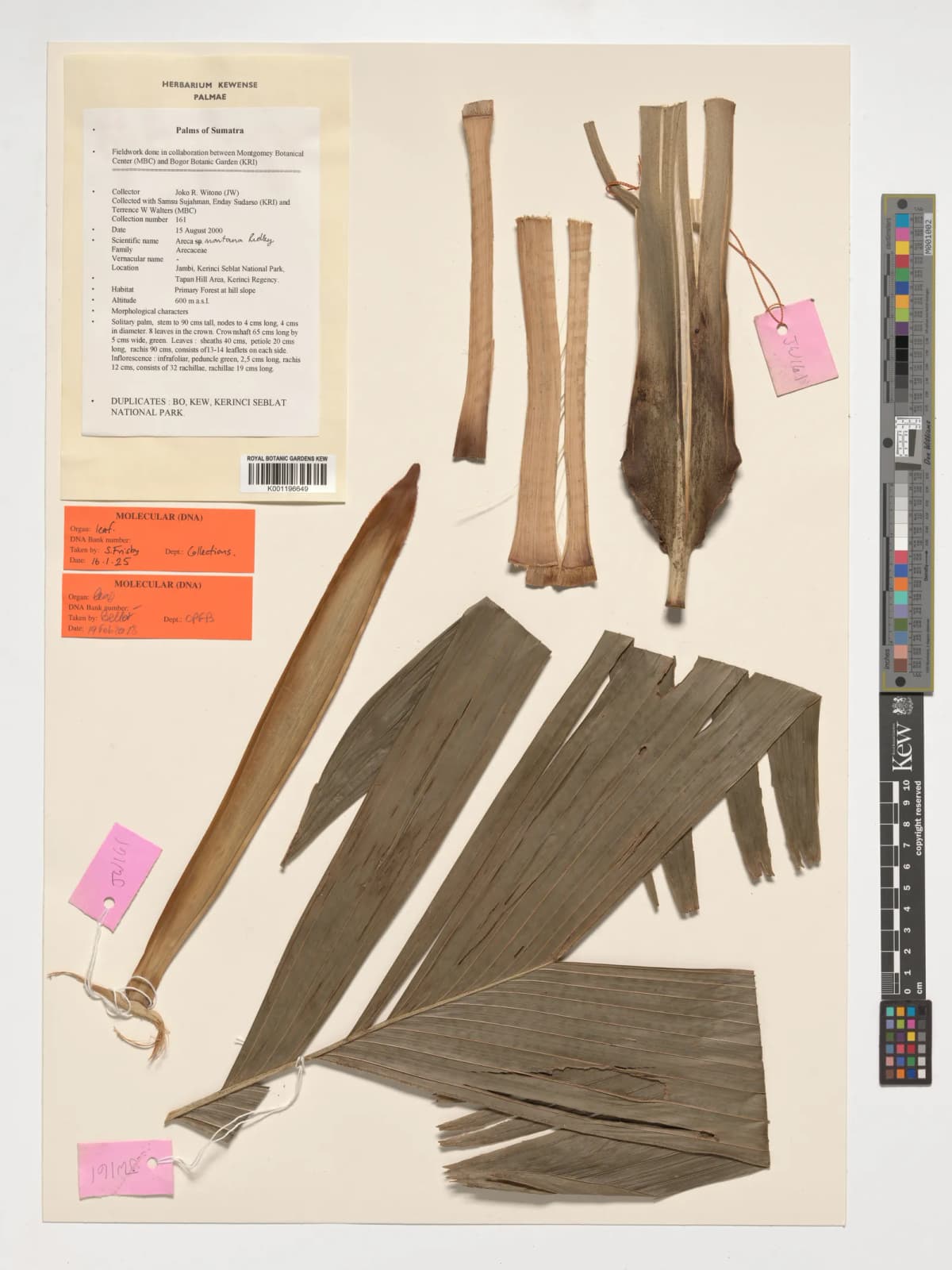 Botanical specimen of Areca Montana.