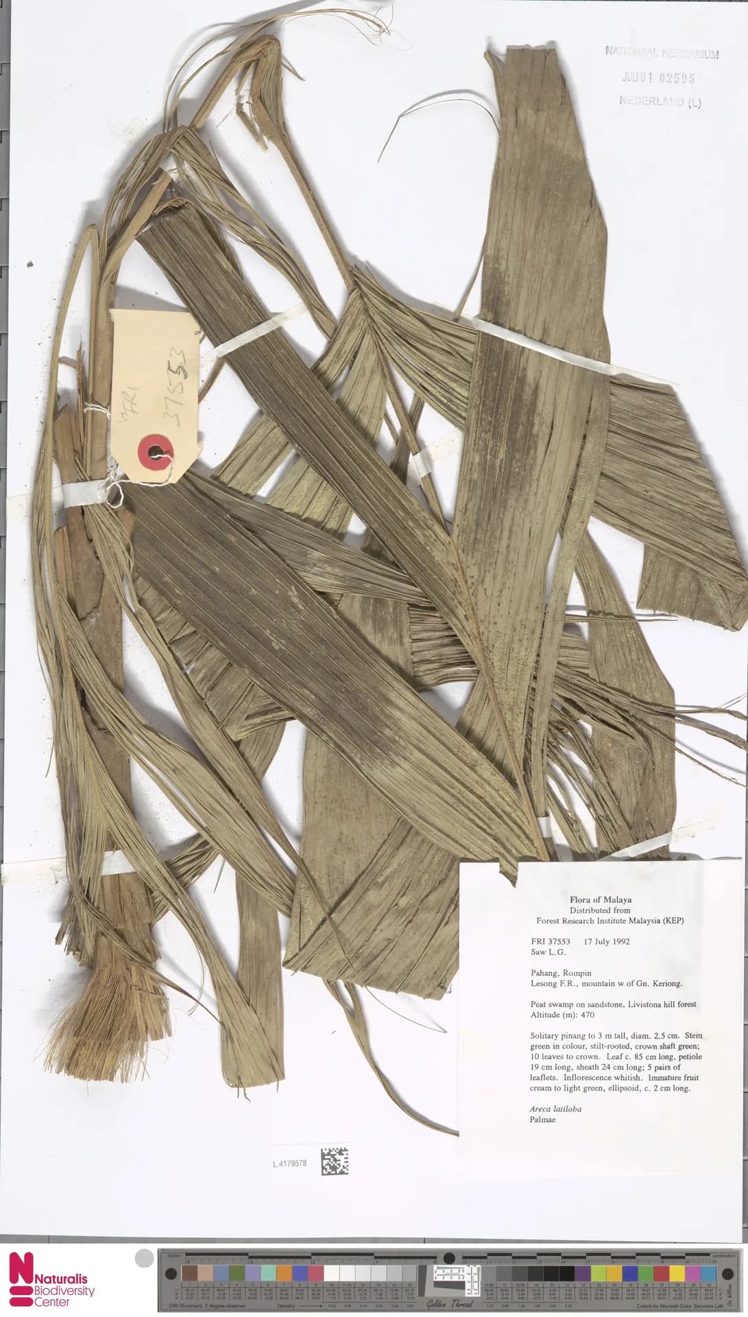 Botanical specimen of Areca Montana.