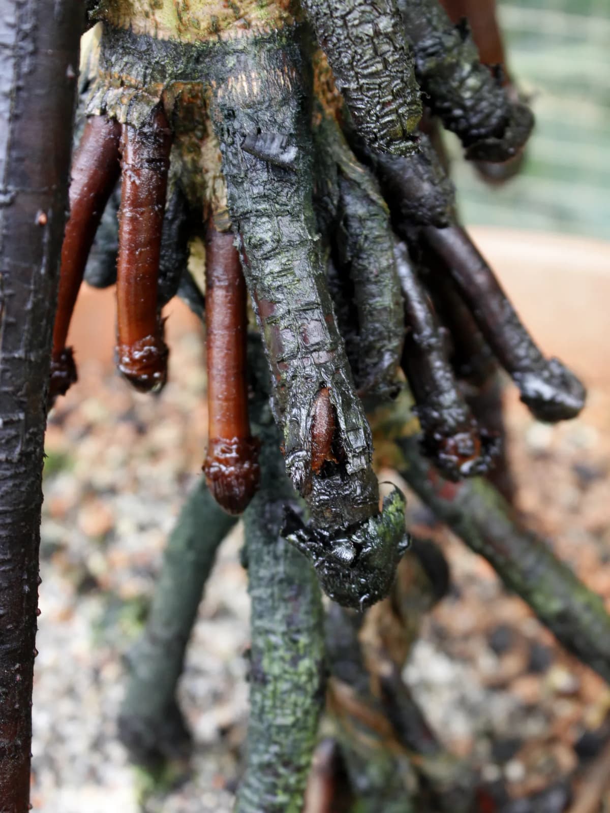 Botanical specimen of Areca Novohibernica.