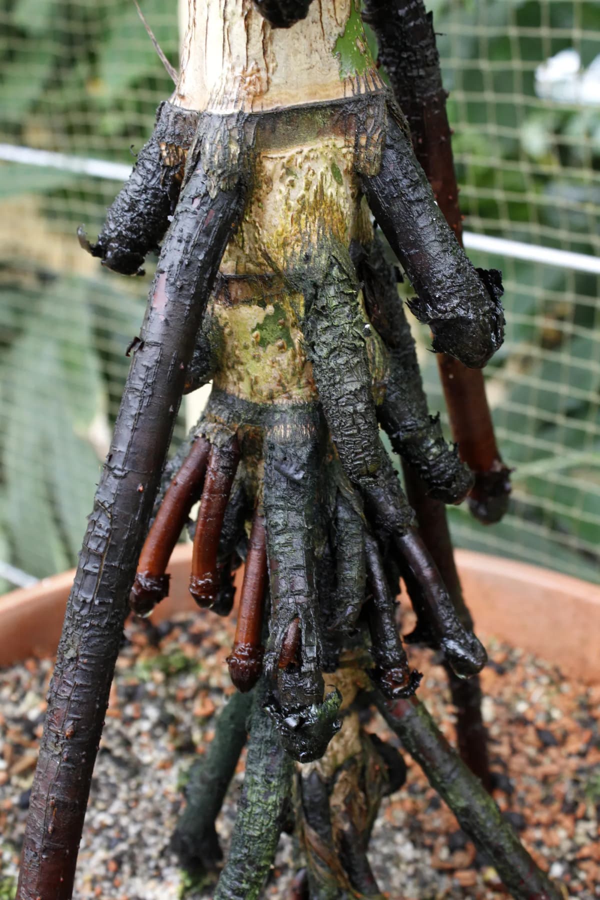 Botanical specimen of Areca Novohibernica.
