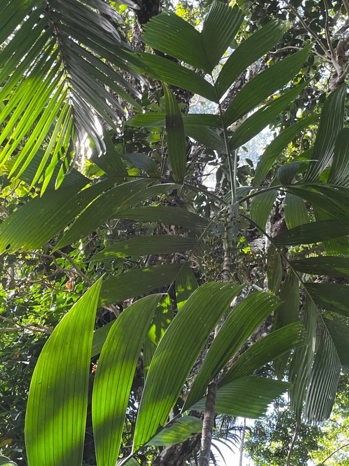 Botanical specimen of Areca Novohibernica.