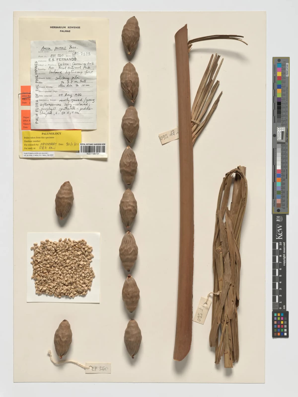 Botanical specimen of Areca Parens.