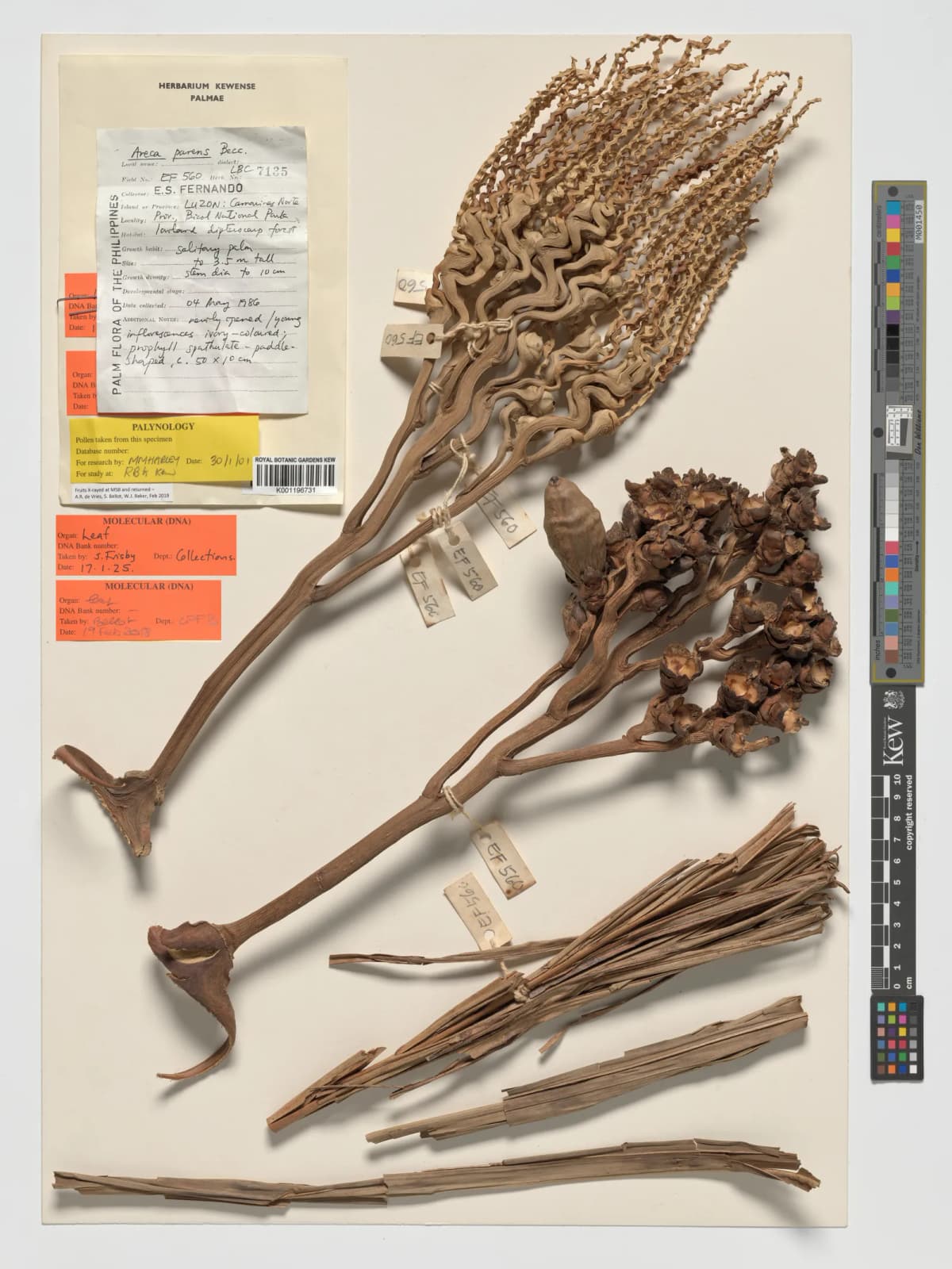 Botanical specimen of Areca Parens.