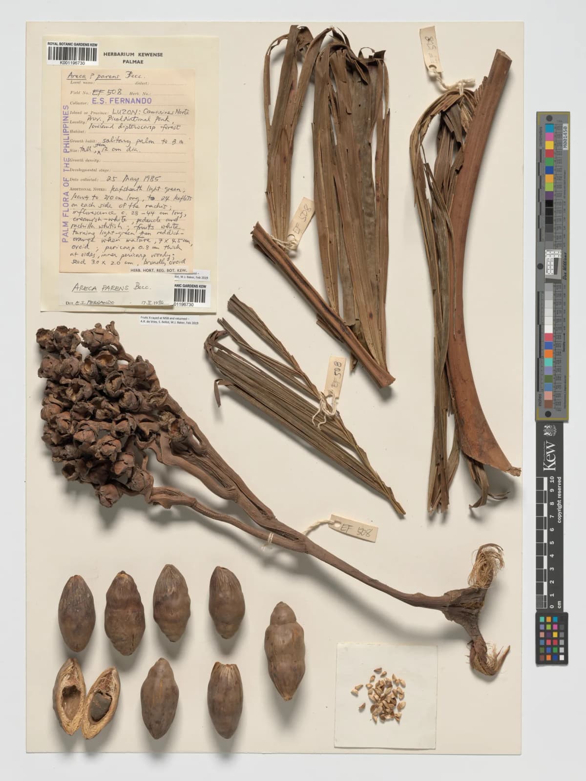 Botanical specimen of Areca Parens.