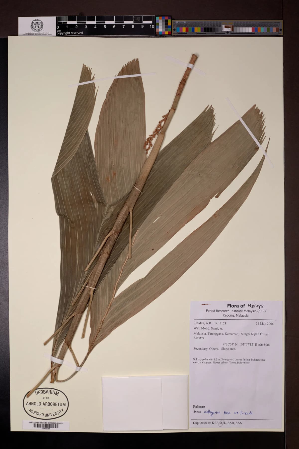 Botanical specimen of Areca Ridleyana.