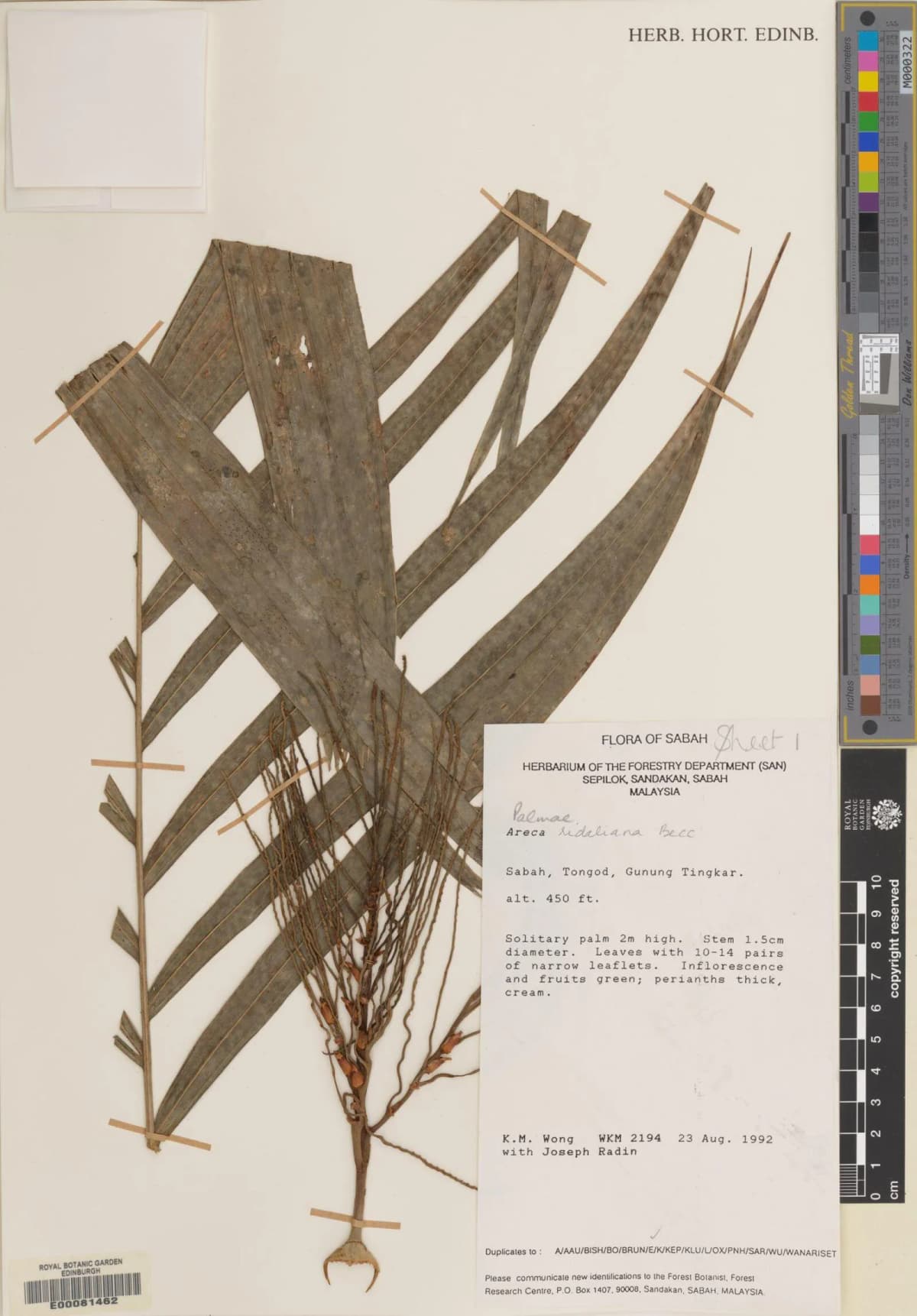 Botanical specimen of Areca Ridleyana.