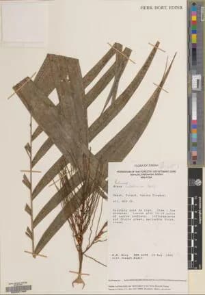 Botanical specimen of Areca Ridleyana.