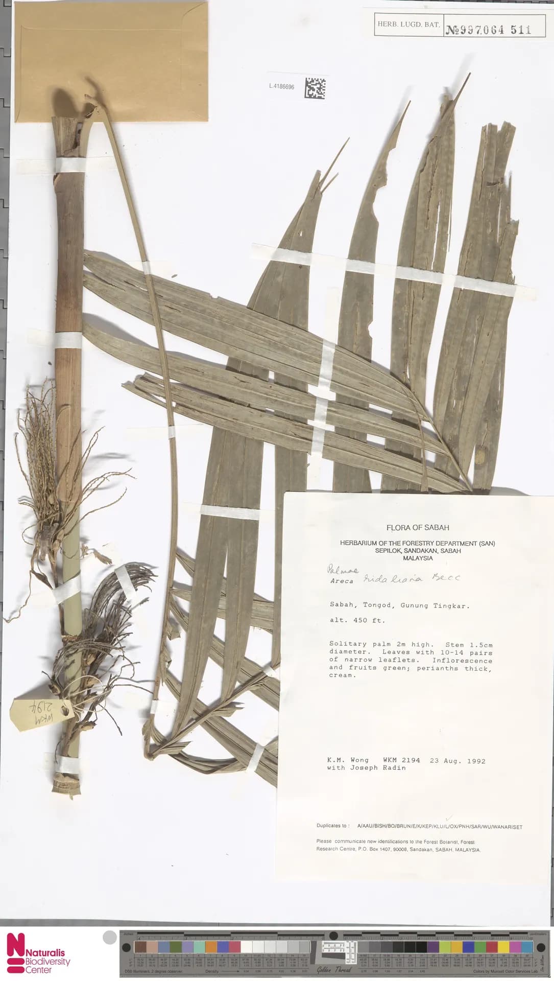 Botanical specimen of Areca Ridleyana.