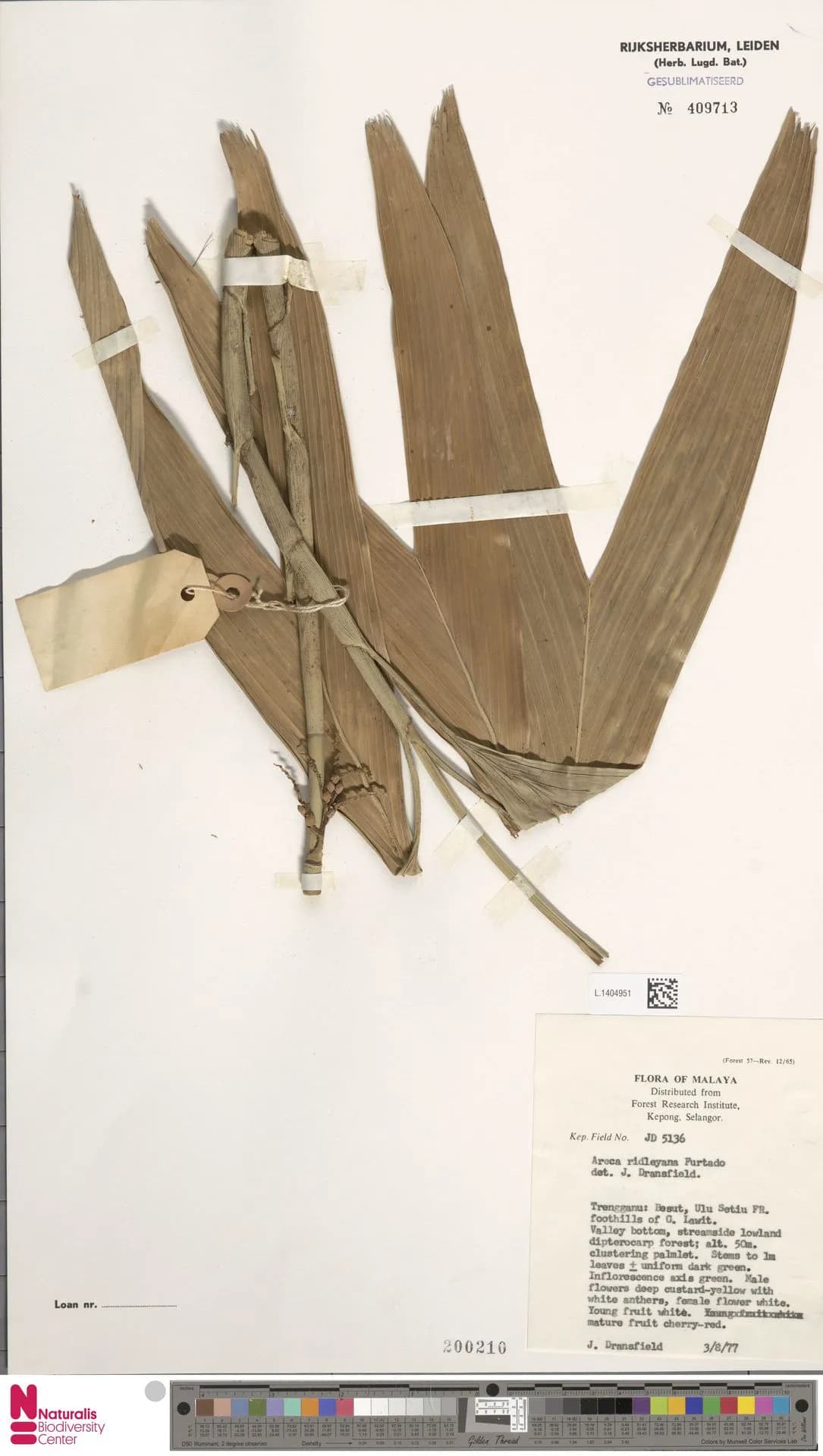 Botanical specimen of Areca Ridleyana.