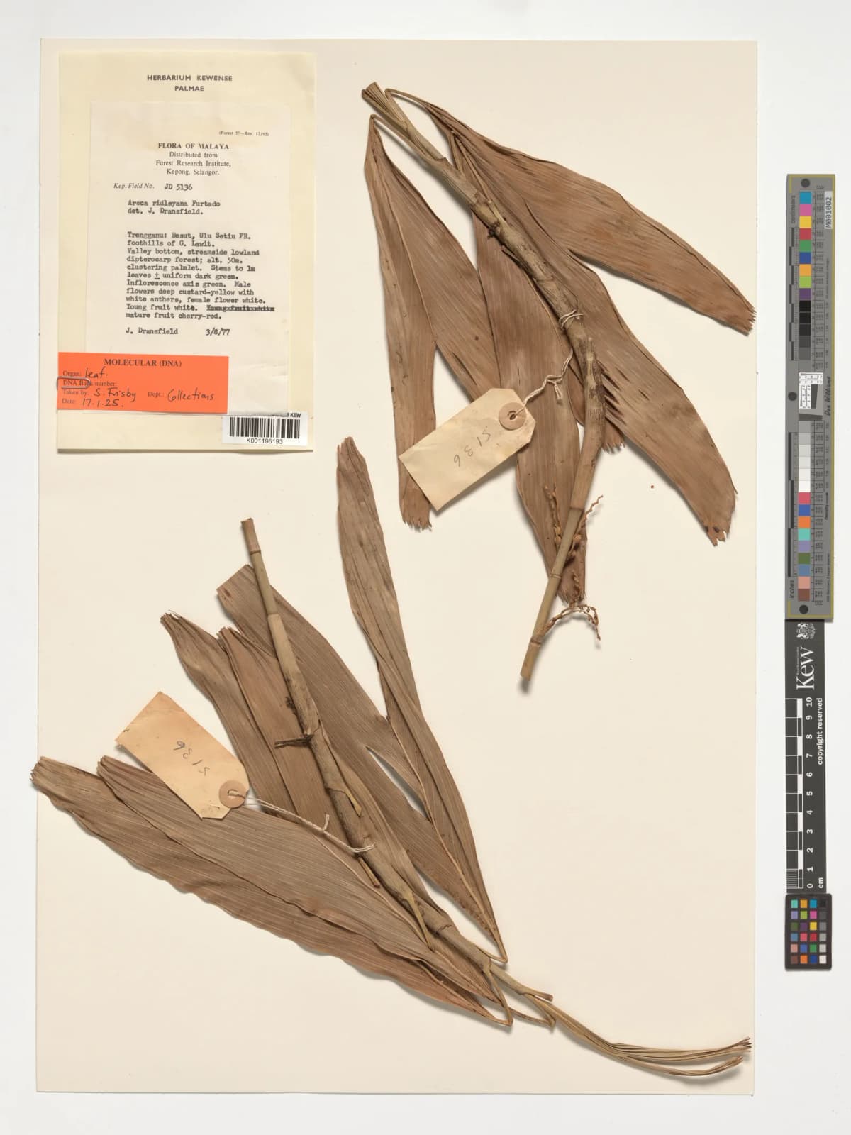 Botanical specimen of Areca Ridleyana.