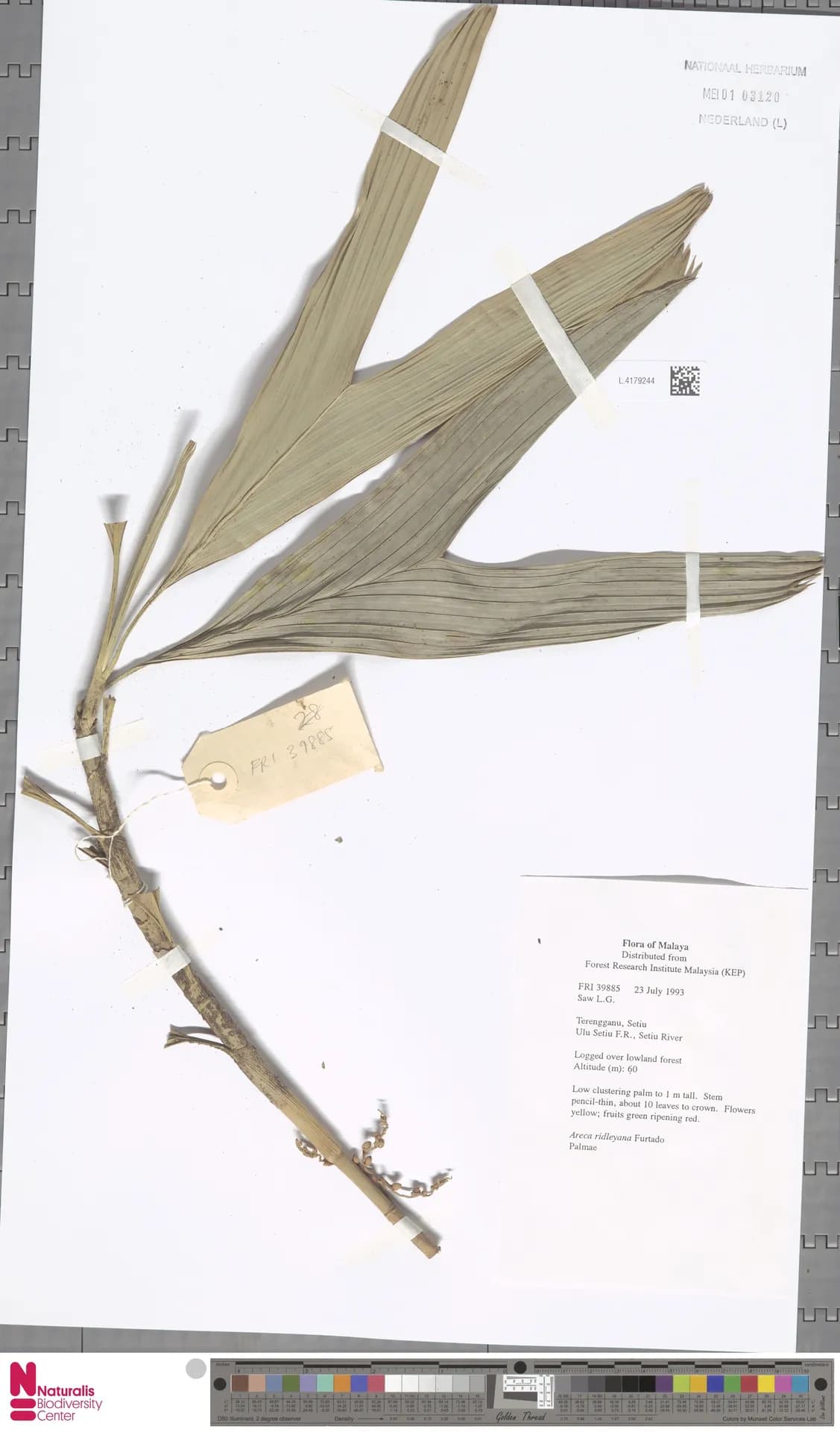 Botanical specimen of Areca Ridleyana.
