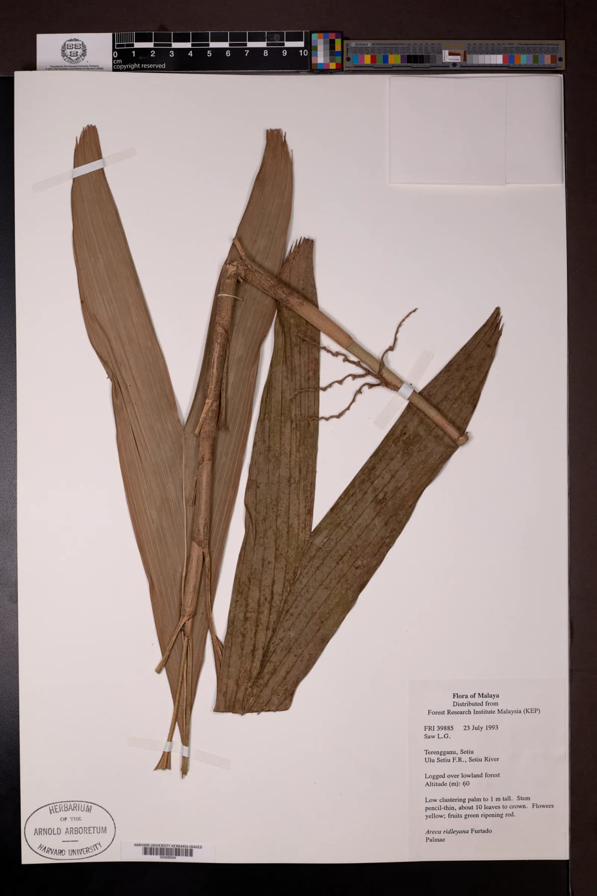 Botanical specimen of Areca Ridleyana.