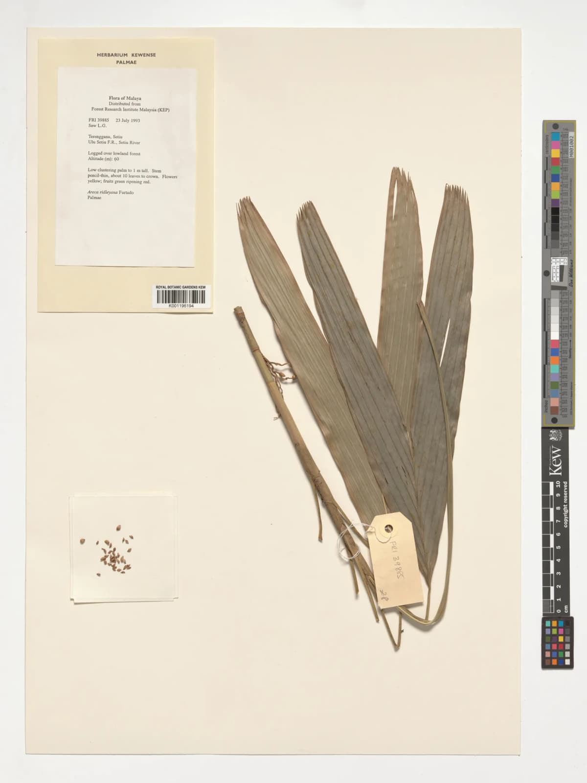 Botanical specimen of Areca Ridleyana.