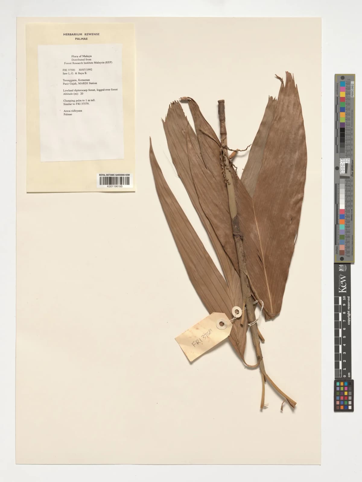 Botanical specimen of Areca Ridleyana.