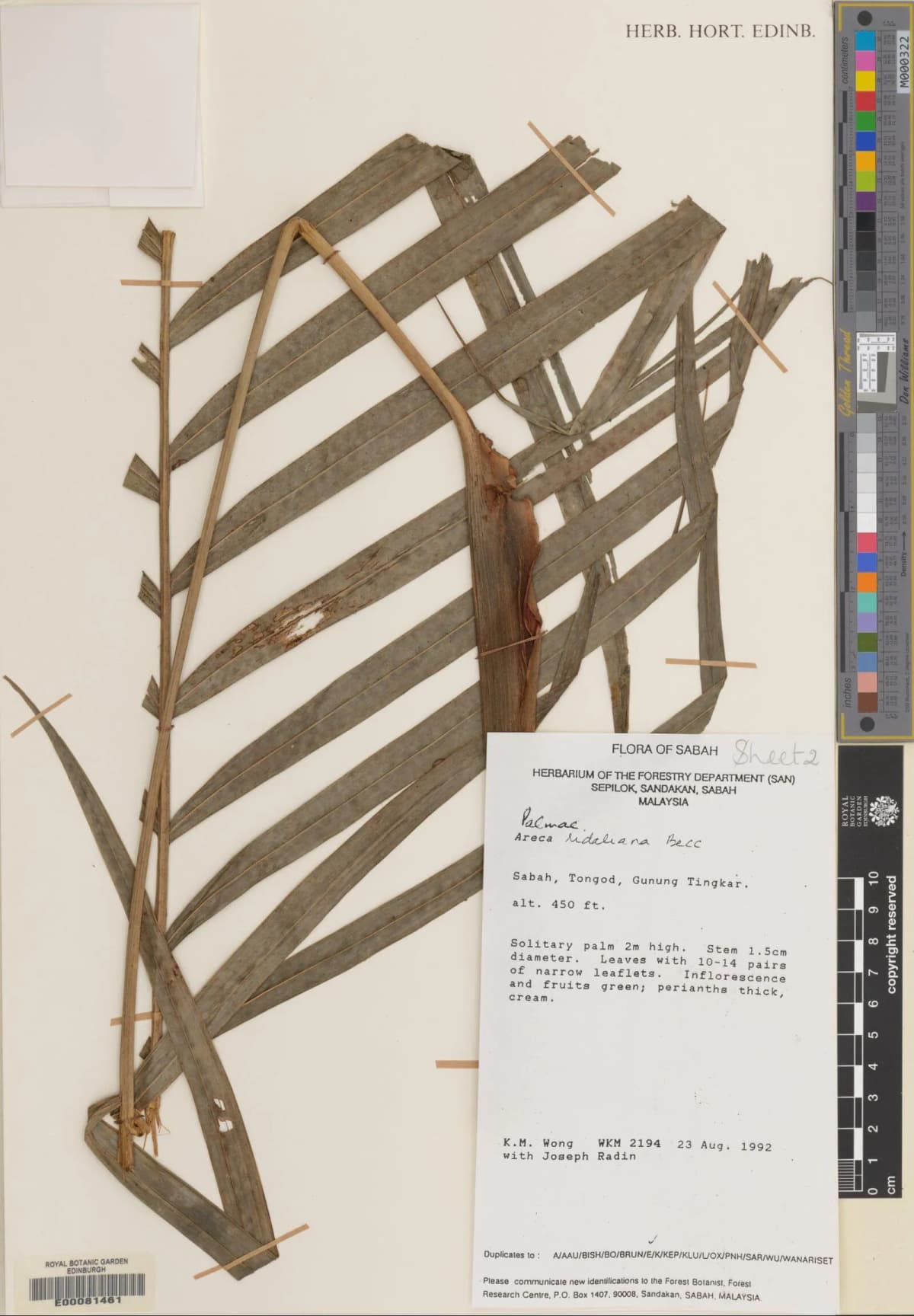 Botanical specimen of Areca Ridleyana.