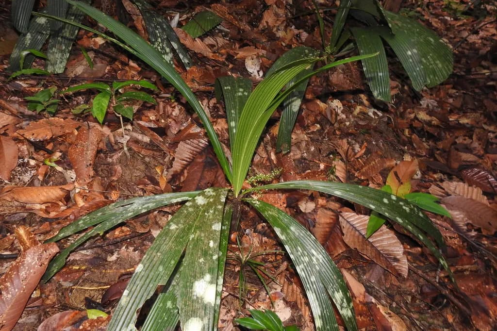 Botanical specimen of Areca Subacaulis.