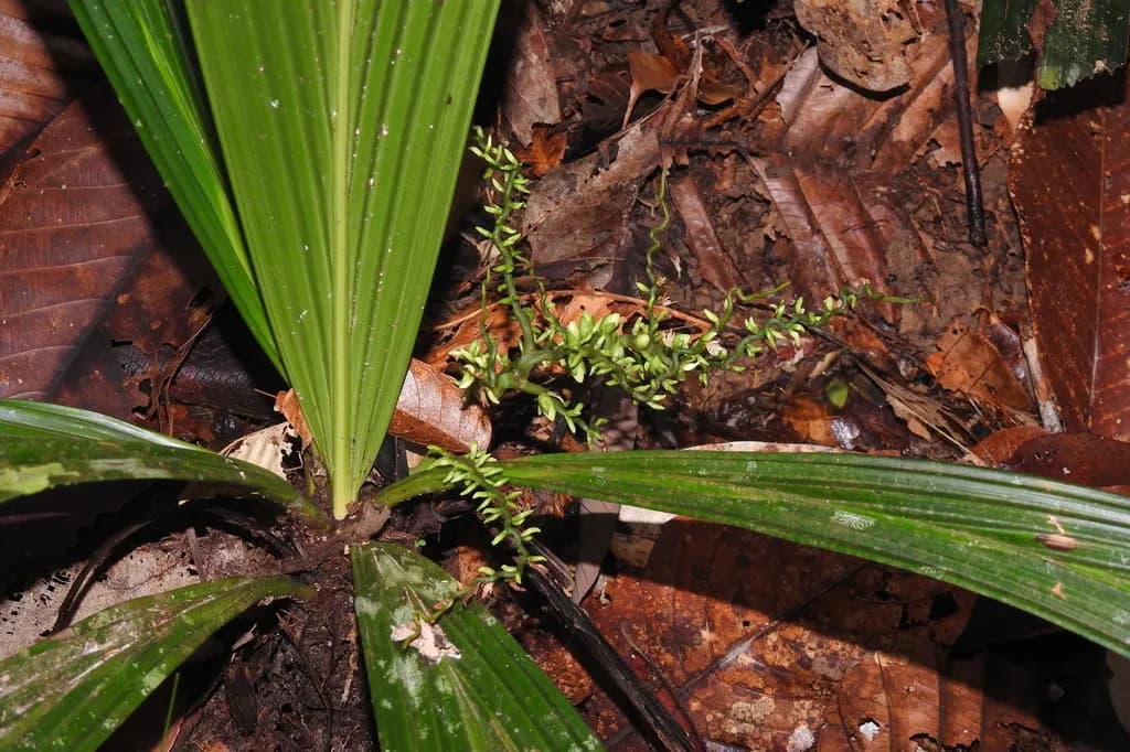 Botanical specimen of Areca Subacaulis.