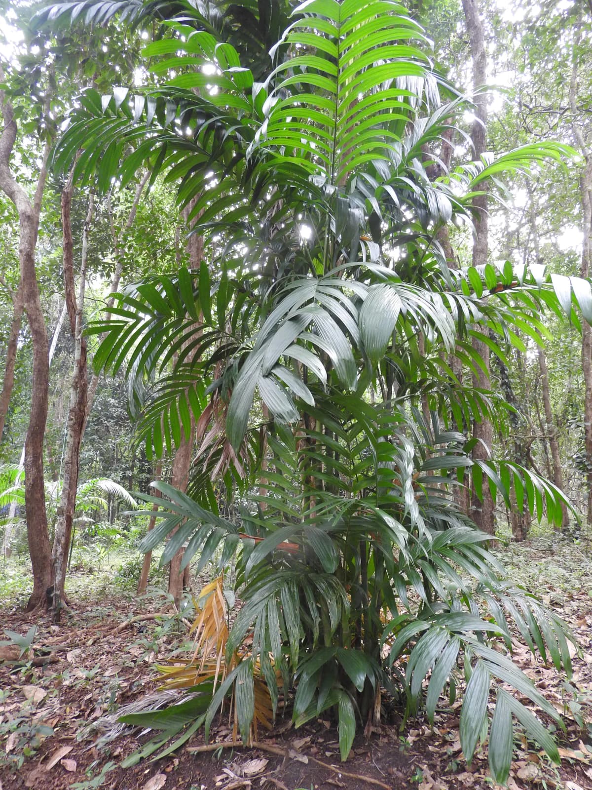 Botanical specimen of Areca Triandra.