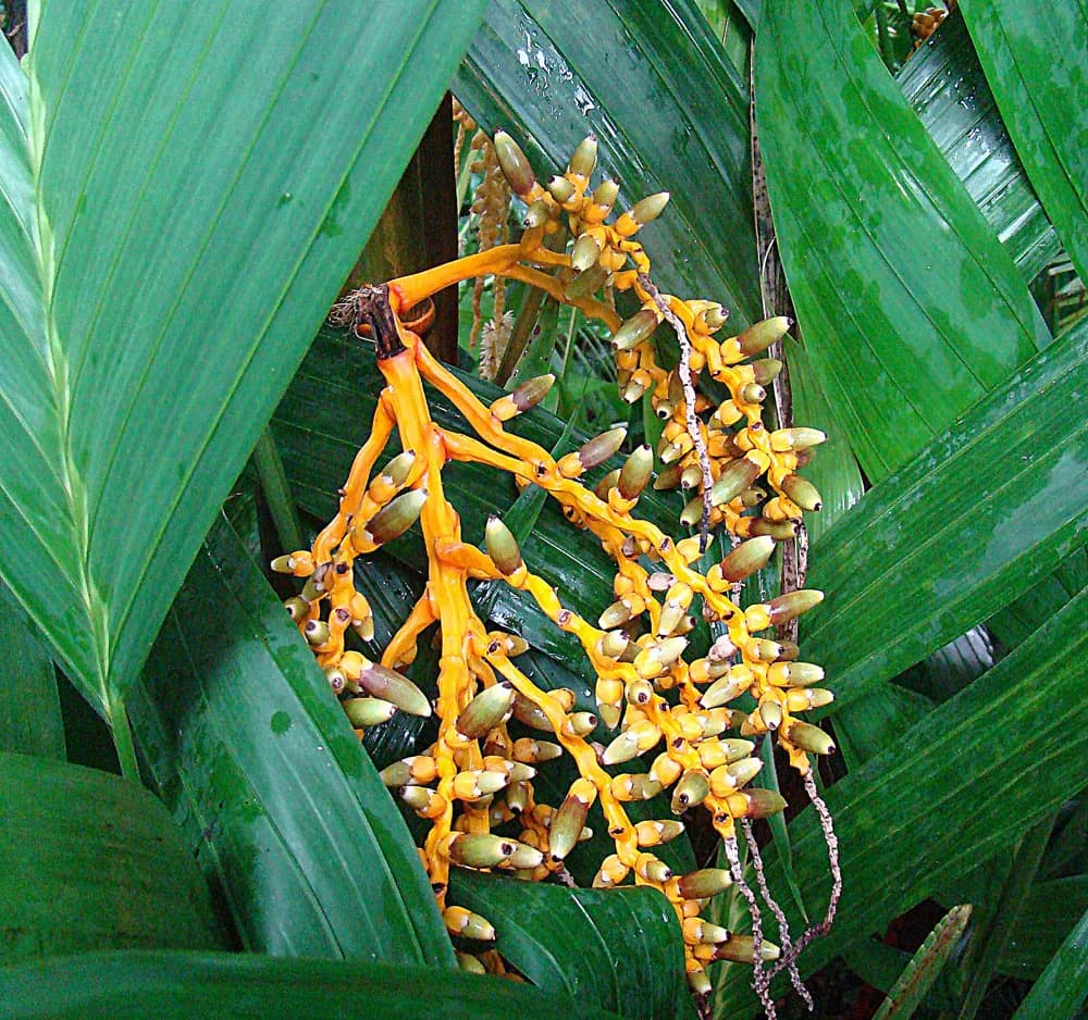 Botanical specimen of Areca Vestiaria.