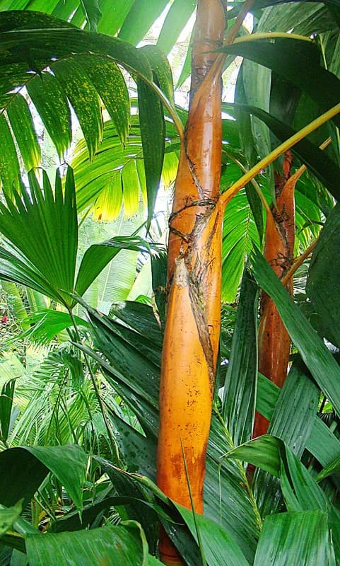 Botanical specimen of Areca Vestiaria.