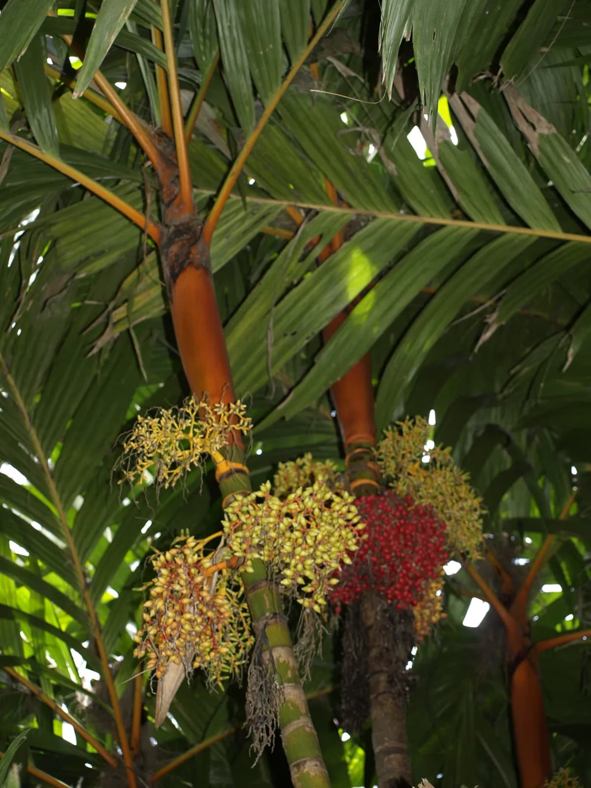 Botanical specimen of Areca Vestiaria.