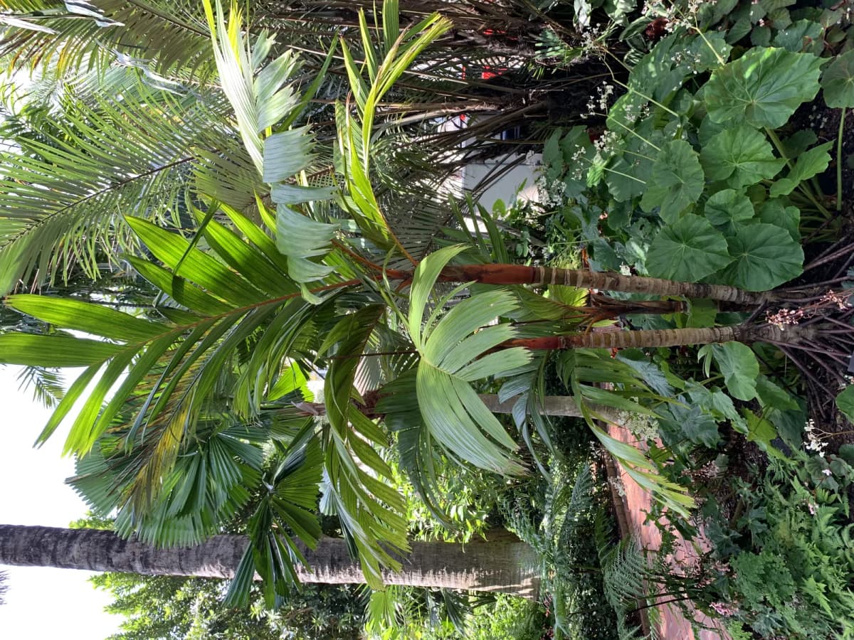 Botanical specimen of Areca Vestiaria.