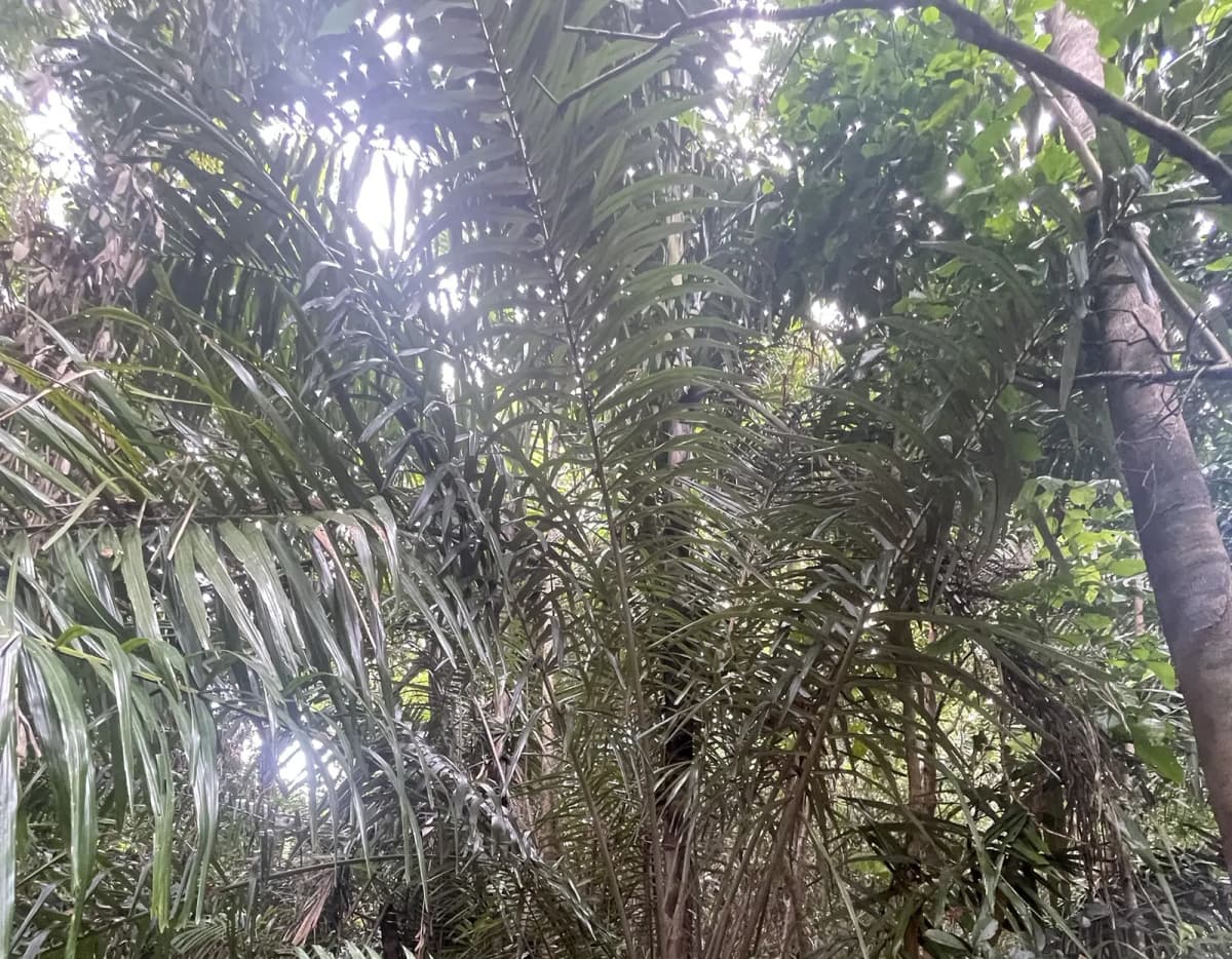 Botanical specimen of Arenga Australasica.