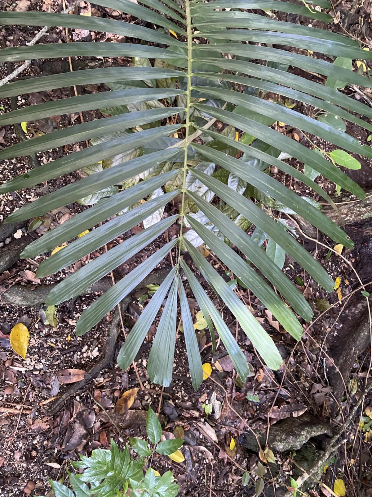 Botanical specimen of Arenga Australasica.