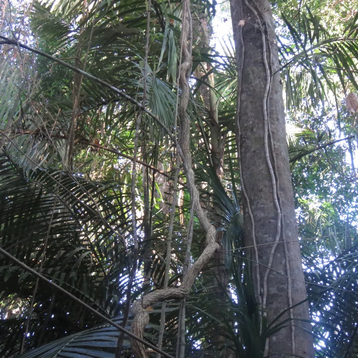 Botanical specimen of Arenga Australasica.
