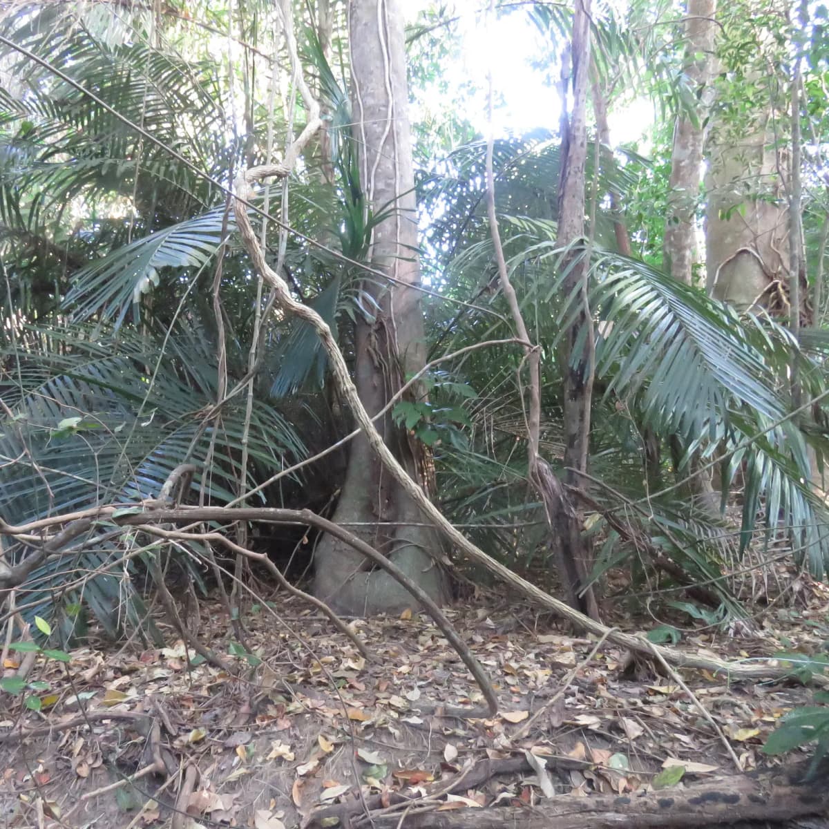 Botanical specimen of Arenga Australasica.
