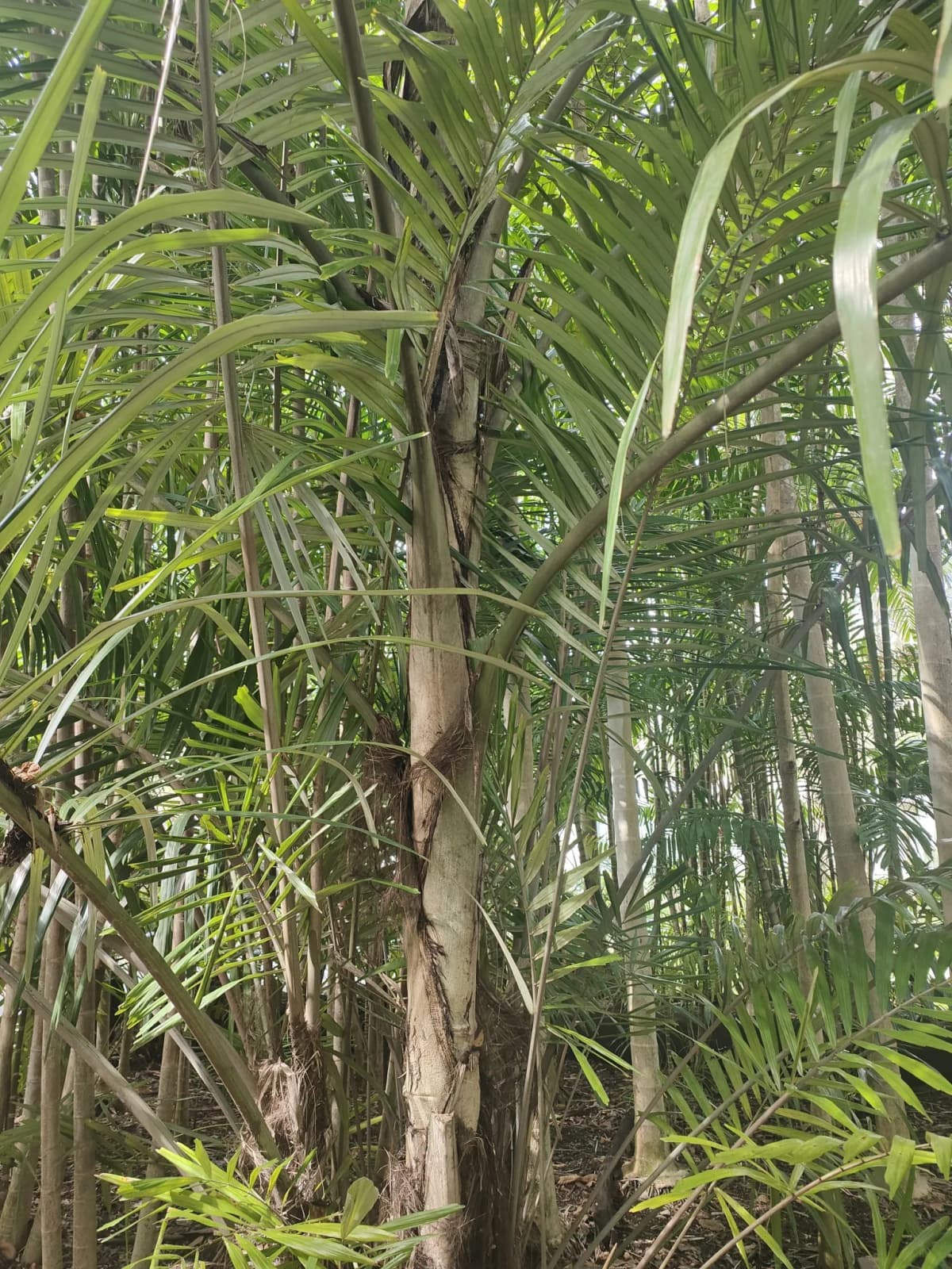 Botanical specimen of Arenga Australasica.