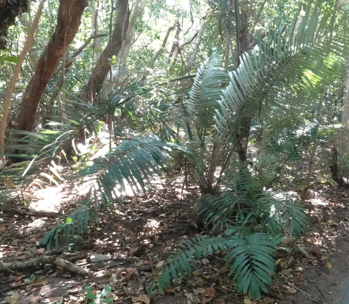 Botanical specimen of Arenga Australasica.