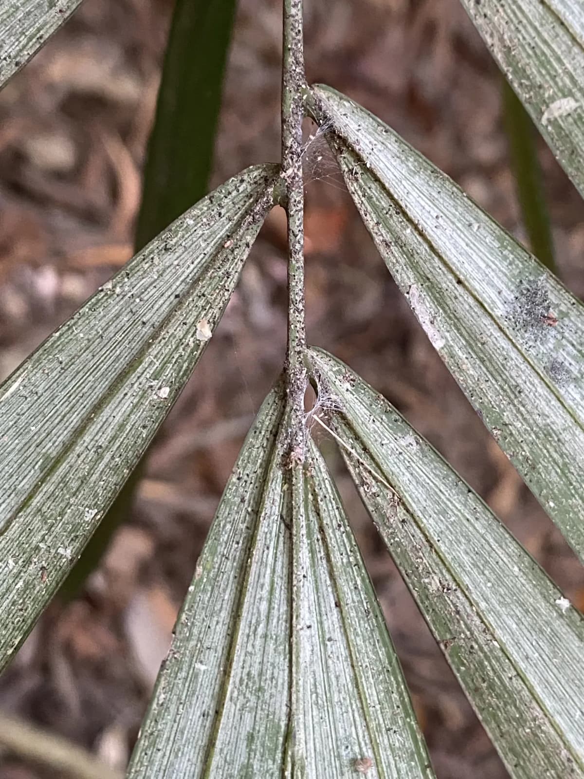 Botanical specimen of Arenga Australasica.