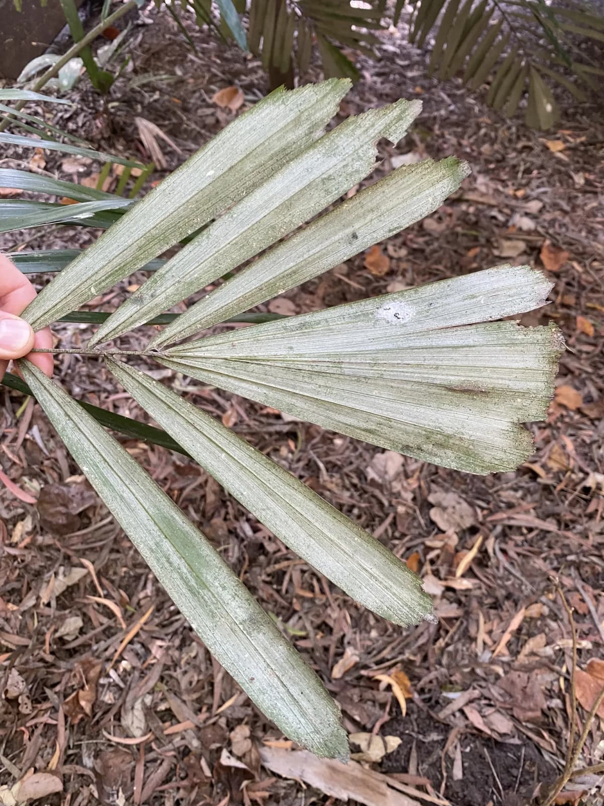 Botanical specimen of Arenga Australasica.