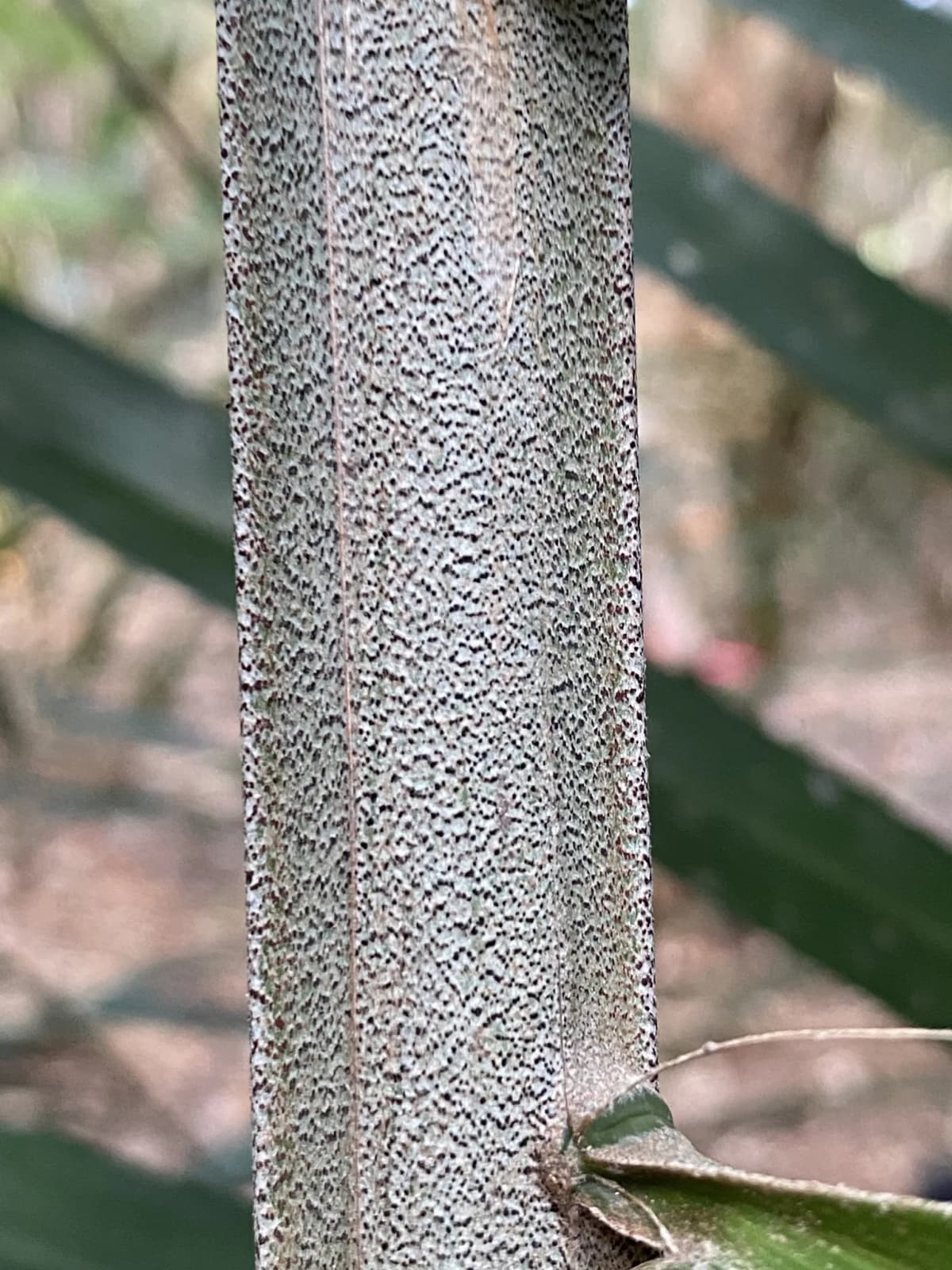 Botanical specimen of Arenga Australasica.